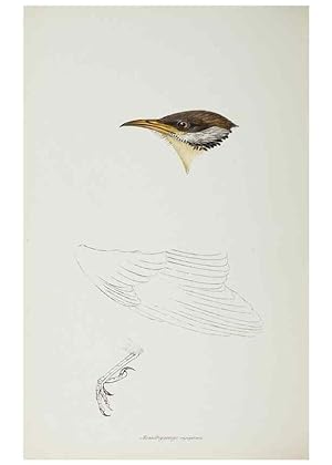Image du vendeur pour Reproduccin/Reproduction 28685183684: A synopsis of the birds of Australia, and the adjacent Islands /. London :John Gould,1837. mis en vente par EL BOLETIN