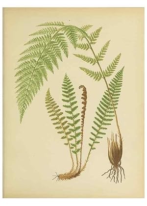 Bild des Verkufers fr Reproduccin/Reproduction 32037091736: Beautiful ferns from original water-color drawings after nature /. Troy, N.Y. :Nims and Knight,1887 [1885] zum Verkauf von EL BOLETIN