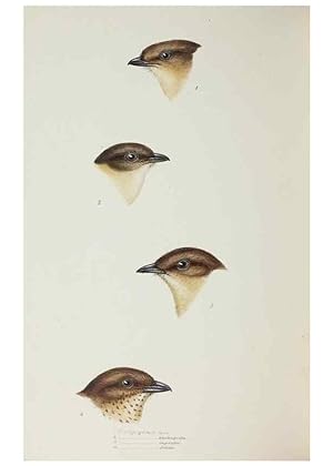 Image du vendeur pour Reproduccin/Reproduction 29229018561: A synopsis of the birds of Australia, and the adjacent Islands /. London :John Gould,1837. mis en vente par EL BOLETIN