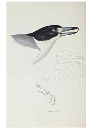 Image du vendeur pour Reproduccin/Reproduction 29019704990: A synopsis of the birds of Australia, and the adjacent Islands /. London :John Gould,1837. mis en vente par EL BOLETIN