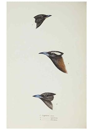 Image du vendeur pour Reproduccin/Reproduction 29019701310: A synopsis of the birds of Australia, and the adjacent Islands /. London :John Gould,1837. mis en vente par EL BOLETIN