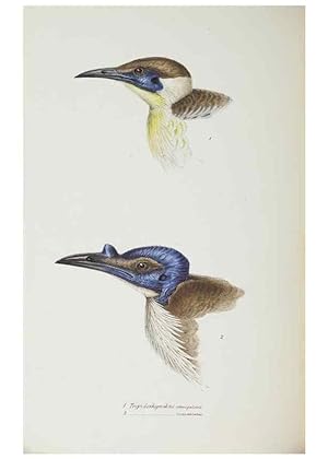 Image du vendeur pour Reproduccin/Reproduction 29019734660: A synopsis of the birds of Australia, and the adjacent Islands /. London :John Gould,1837. mis en vente par EL BOLETIN
