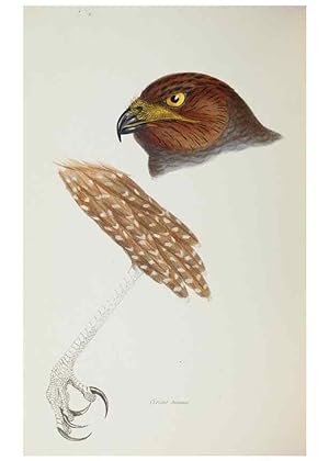 Image du vendeur pour Reproduccin/Reproduction 28686925773: A synopsis of the birds of Australia, and the adjacent Islands /. London :John Gould,1837. mis en vente par EL BOLETIN