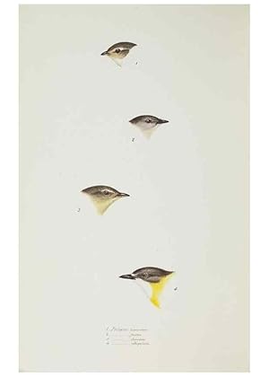 Image du vendeur pour Reproduccin/Reproduction 28686954423: A synopsis of the birds of Australia, and the adjacent Islands /. London :John Gould,1837. mis en vente par EL BOLETIN