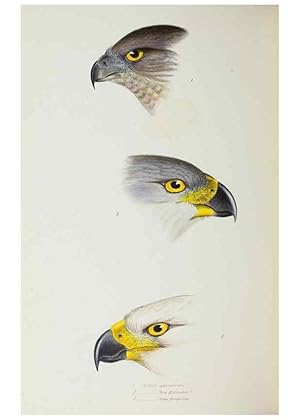 Image du vendeur pour Reproduccin/Reproduction 29273788196: A synopsis of the birds of Australia, and the adjacent Islands /. London :John Gould,1837. mis en vente par EL BOLETIN