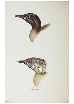 Image du vendeur pour Reproduccin/Reproduction 29228942701: A synopsis of the birds of Australia, and the adjacent Islands /. London :John Gould,1837. mis en vente par EL BOLETIN