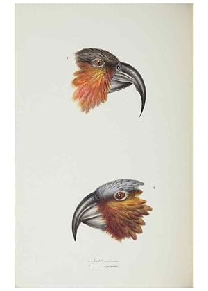 Image du vendeur pour Reproduccin/Reproduction 29307609625: A synopsis of the birds of Australia, and the adjacent Islands /. London :John Gould,1837. mis en vente par EL BOLETIN