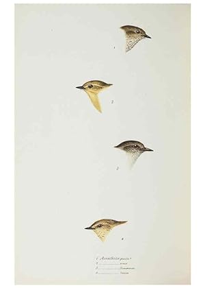 Image du vendeur pour Reproduccin/Reproduction 28686951373: A synopsis of the birds of Australia, and the adjacent Islands /. London :John Gould,1837. mis en vente par EL BOLETIN