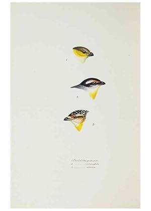 Image du vendeur pour Reproduccin/Reproduction 28685167264: A synopsis of the birds of Australia, and the adjacent Islands /. London :John Gould,1837. mis en vente par EL BOLETIN