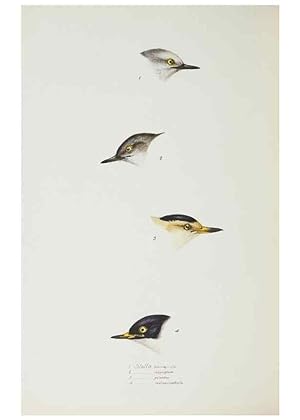 Image du vendeur pour Reproduccin/Reproduction 28685182004: A synopsis of the birds of Australia, and the adjacent Islands /. London :John Gould,1837. mis en vente par EL BOLETIN