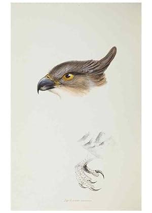 Image du vendeur pour Reproduccin/Reproduction 28686919233: A synopsis of the birds of Australia, and the adjacent Islands /. London :John Gould,1837. mis en vente par EL BOLETIN