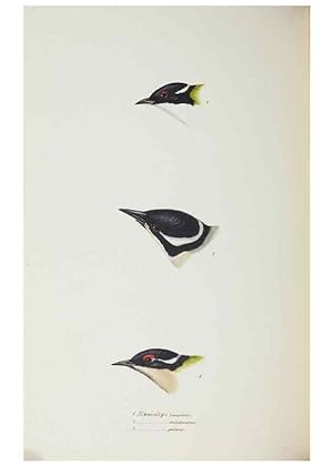 Image du vendeur pour Reproduccin/Reproduction 28686855643: A synopsis of the birds of Australia, and the adjacent Islands /. London :John Gould,1837. mis en vente par EL BOLETIN