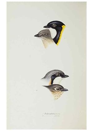 Image du vendeur pour Reproduccin/Reproduction 29273816896: A synopsis of the birds of Australia, and the adjacent Islands /. London :John Gould,1837. mis en vente par EL BOLETIN