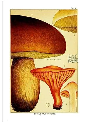 Bild des Verkufers fr Reproduccin/Reproduction 29906563471: Edible and poisonous mushrooms:. London,E. & J. B. Young,1894. zum Verkauf von EL BOLETIN