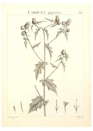 Imagen del vendedor de Reproduccin/Reproduction 9298225273: Flora Atlantica, sive, Historia plantarum quae in Atlante, agro Tunetano et Algeriensi crescunt /. Parisiis :Apud Blanchon,1800. a la venta por EL BOLETIN