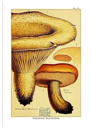 Bild des Verkufers fr Reproduccin/Reproduction 29989906965: Edible and poisonous mushrooms:. London,E. & J. B. Young,1894. zum Verkauf von EL BOLETIN