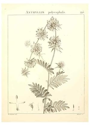 Imagen del vendedor de Reproduccin/Reproduction 9300986546: Flora Atlantica, sive, Historia plantarum quae in Atlante, agro Tunetano et Algeriensi crescunt /. Parisiis :Apud Blanchon,1800. a la venta por EL BOLETIN