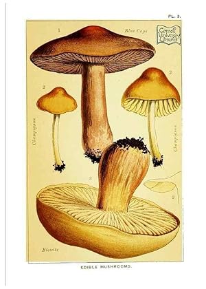 Bild des Verkufers fr Reproduccin/Reproduction 29876297432: Edible and poisonous mushrooms:. London,E. & J. B. Young,1894. zum Verkauf von EL BOLETIN