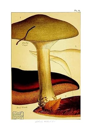 Bild des Verkufers fr Reproduccin/Reproduction 29876300742: Edible and poisonous mushrooms:. London,E. & J. B. Young,1894. zum Verkauf von EL BOLETIN