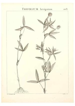 Imagen del vendedor de Reproduccin/Reproduction 9298215195: Flora Atlantica, sive, Historia plantarum quae in Atlante, agro Tunetano et Algeriensi crescunt /. Parisiis :Apud Blanchon,1800. a la venta por EL BOLETIN