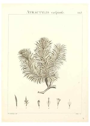 Imagen del vendedor de Reproduccin/Reproduction 9298228221: Flora Atlantica, sive, Historia plantarum quae in Atlante, agro Tunetano et Algeriensi crescunt /. Parisiis :Apud Blanchon,1800. a la venta por EL BOLETIN