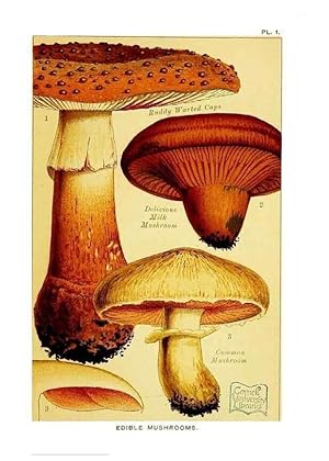 Image du vendeur pour Reproduccin/Reproduction 29695996590: Edible and poisonous mushrooms:. London,E. & J. B. Young,1894. mis en vente par EL BOLETIN