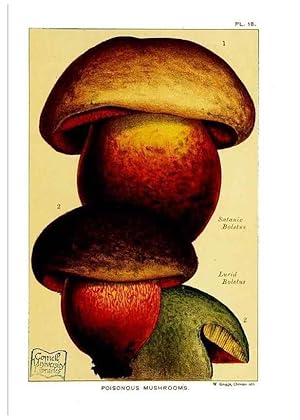 Bild des Verkufers fr Reproduccin/Reproduction 29955755496: Edible and poisonous mushrooms:. London,E. & J. B. Young,1894. zum Verkauf von EL BOLETIN