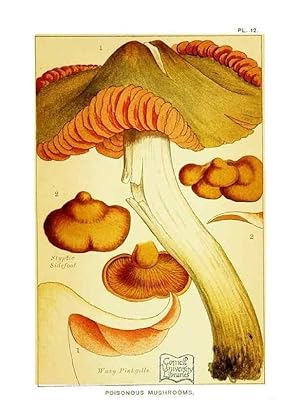 Bild des Verkufers fr Reproduccin/Reproduction 29906569681: Edible and poisonous mushrooms:. London,E. & J. B. Young,1894. zum Verkauf von EL BOLETIN