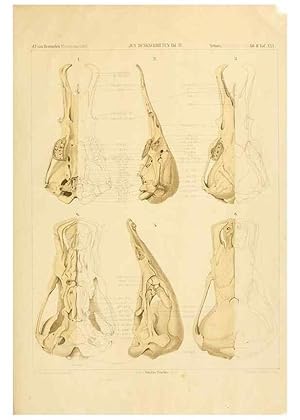 Immagine del venditore per Reproducci�n/Reproduction 9308053524: Der Sch�delbau der Monotremen /. Jena :G. Fischer,1901. venduto da EL BOLETIN