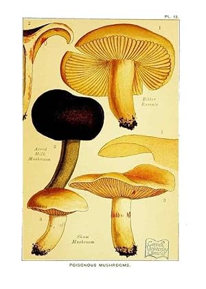 Image du vendeur pour Reproduccin/Reproduction 29989900605: Edible and poisonous mushrooms:. London,E. & J. B. Young,1894. mis en vente par EL BOLETIN