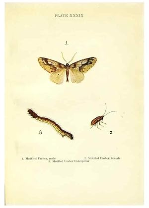 Seller image for Reproduccin/Reproduction 9261766223: Butterflies and moths,. London & Edinburgh,T.C. & E.C. Jack[1910] for sale by EL BOLETIN