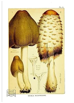 Bild des Verkufers fr Reproduccin/Reproduction 29906559491: Edible and poisonous mushrooms:. London,E. & J. B. Young,1894. zum Verkauf von EL BOLETIN