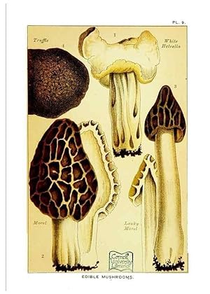 Image du vendeur pour Reproduccin/Reproduction 29989886595: Edible and poisonous mushrooms:. London,E. & J. B. Young,1894. mis en vente par EL BOLETIN