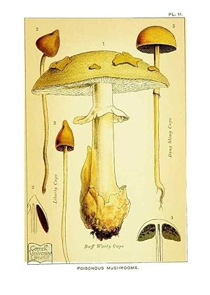 Bild des Verkufers fr Reproduccin/Reproduction 29989891095: Edible and poisonous mushrooms:. London,E. & J. B. Young,1894. zum Verkauf von EL BOLETIN