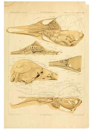 Immagine del venditore per Reproducci�n/Reproduction 9305270981: Der Sch�delbau der Monotremen /. Jena :G. Fischer,1901. venduto da EL BOLETIN