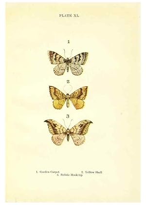 Seller image for Reproduccin/Reproduction 9261766913: Butterflies and moths,. London & Edinburgh,T.C. & E.C. Jack[1910] for sale by EL BOLETIN