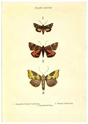 Seller image for Reproduccin/Reproduction 9264548354: Butterflies and moths,. London & Edinburgh,T.C. & E.C. Jack[1910] for sale by EL BOLETIN