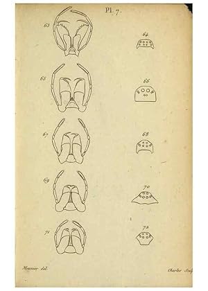 Seller image for Reproduccin/Reproduction 9355911159: Tableau des arane?i?des . Paris,Impr. de Dentu,1805. for sale by EL BOLETIN