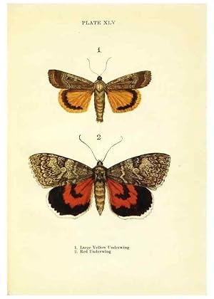 Seller image for Reproduccin/Reproduction 9264546198: Butterflies and moths,. London & Edinburgh,T.C. & E.C. Jack[1910] for sale by EL BOLETIN