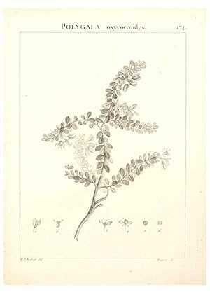 Imagen del vendedor de Reproduccin/Reproduction 9300969314: Flora Atlantica, sive, Historia plantarum quae in Atlante, agro Tunetano et Algeriensi crescunt /. Parisiis :Apud Blanchon,1800. a la venta por EL BOLETIN