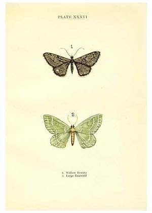 Seller image for Reproduccin/Reproduction 9264539858: Butterflies and moths,. London & Edinburgh,T.C. & E.C. Jack[1910] for sale by EL BOLETIN