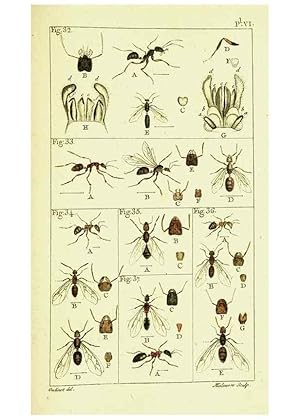 Imagen del vendedor de Reproduccin/Reproduction 9262891680: Histoire naturelle des fourmis,. Paris,De limpr. de Crapelet,1802. a la venta por EL BOLETIN