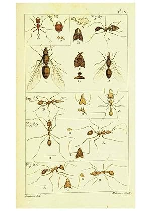 Imagen del vendedor de Reproduccin/Reproduction 9260117199: Histoire naturelle des fourmis,. Paris,De limpr. de Crapelet,1802. a la venta por EL BOLETIN