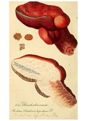 Image du vendeur pour Reproduccin/Reproduction 9260232649: Die essbaren schwa?mme des Oesterreichischen Kaiserstaates /. Wien :Geistinger,1809. mis en vente par EL BOLETIN