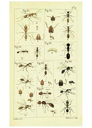 Imagen del vendedor de Reproduccin/Reproduction 9260118705: Histoire naturelle des fourmis,. Paris,De limpr. de Crapelet,1802. a la venta por EL BOLETIN