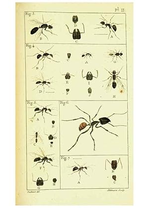 Imagen del vendedor de Reproduccin/Reproduction 9260107699: Histoire naturelle des fourmis,. Paris,De limpr. de Crapelet,1802. a la venta por EL BOLETIN