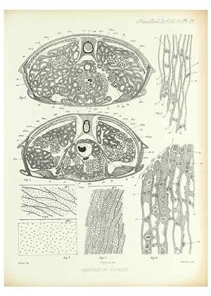 Image du vendeur pour Reproduccin/Reproduction 9560498943: On the muscular and endoskeletal systems of Limulus and Scorpio;. n.p.[1883?] mis en vente par EL BOLETIN