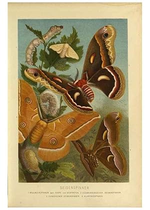 Imagen del vendedor de Reproduccin/Reproduction 9524153374: Die Insekten, Tausendfu?ssler und Spinnen. Leipzig,Bibliographische Institut,1877. a la venta por EL BOLETIN