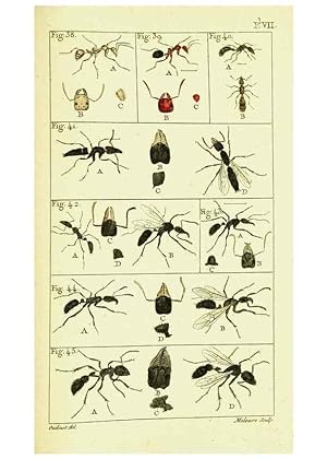 Imagen del vendedor de Reproduccin/Reproduction 9262893090: Histoire naturelle des fourmis,. Paris,De limpr. de Crapelet,1802. a la venta por EL BOLETIN