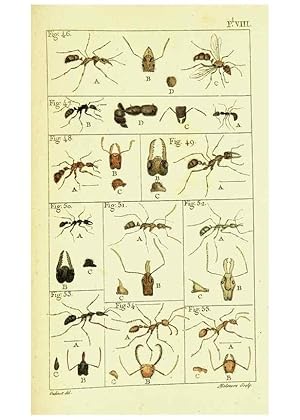 Imagen del vendedor de Reproduccin/Reproduction 9260115925: Histoire naturelle des fourmis,. Paris,De limpr. de Crapelet,1802. a la venta por EL BOLETIN